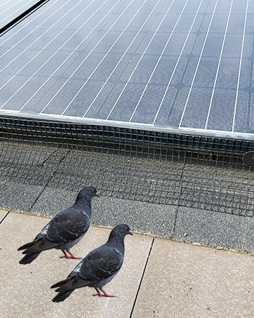 Kit de protection contre les bestioles de Solar Super Store (15 cm x 30 m) avec coupe-fil et gants